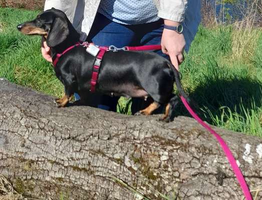 Geschirr für Dackel-Beitrag-Bild