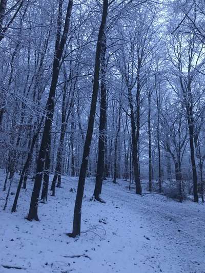 Hundeauslaufgebiet-Am Brandbusch (Waldweg)-Bild