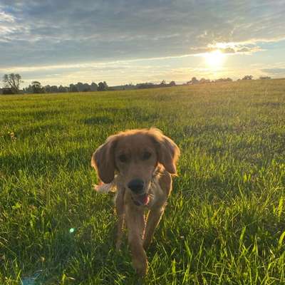 Hundetreffen-Social Walk, spielen oder Trainingseinheit-Bild
