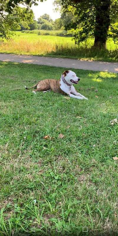 Bulldoggen mix-Beitrag-Bild