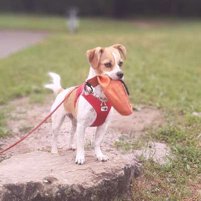 Hundetreffen-Gassirunde für ALLE-Bild
