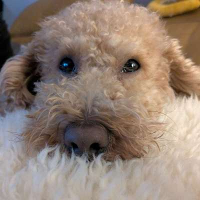 Hundetreffen-Gemeinsame Gassirunden ☺️-Bild