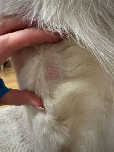 Rote Stellen ohne Haare am "Ellenbogen"-Beitrag-Bild