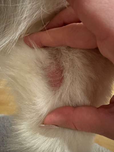 Rote Stellen ohne Haare am "Ellenbogen"-Beitrag-Bild