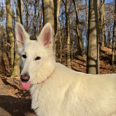 Hundetreffen-Hundetraining & Spaziergänge-Bild