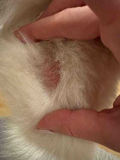 Rote Stellen ohne Haare am "Ellenbogen"-Beitrag-Bild