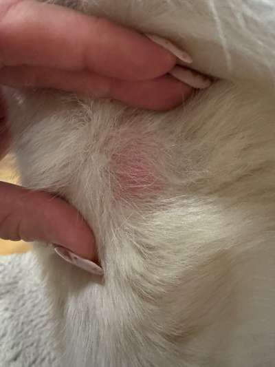 Rote Stellen ohne Haare am "Ellenbogen"-Beitrag-Bild