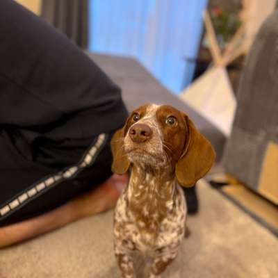 Hundetreffen-Dacktreffen/ Spazieren-Bild