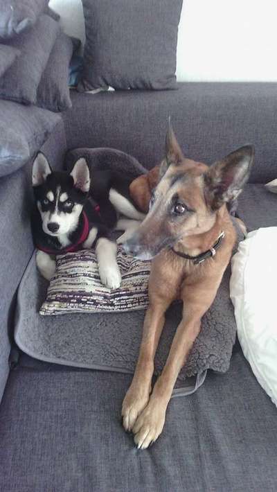 Welpen Bilder !-Beitrag-Bild