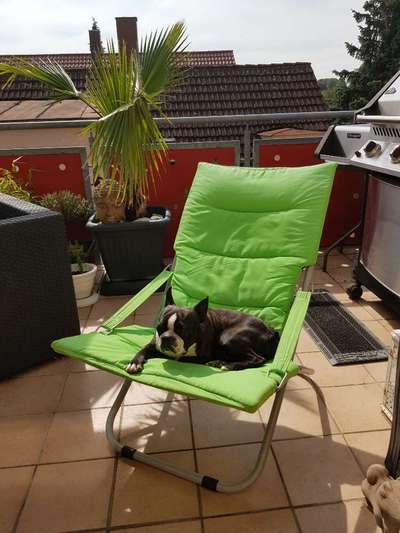 Die Dogorama Wochen Challenge-Beitrag-Bild