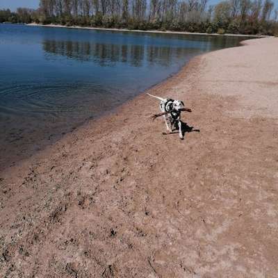 Hundetreffen-Gassirunde