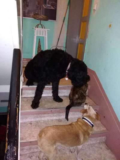 euer ältester Hund ?-Beitrag-Bild