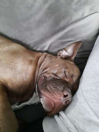 Dogorama Photo Challenge - Hundeblick zum hinschmelzen-Beitrag-Bild