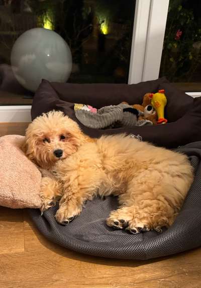 Maltipoo Freunde-Beitrag-Bild