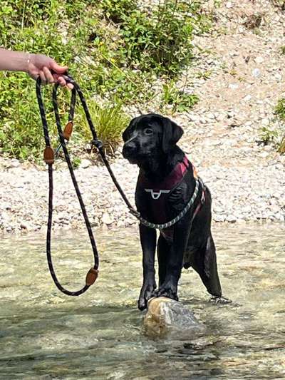 Hundetreffen-Junghundtreffen-Bild