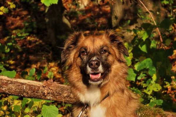 Fotochallange Nr. 57     PORTRÄT.   Beendet!!!!!!!!-Beitrag-Bild