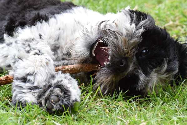 Dogorama Photo Challenge - Der Frühling kommt-Beitrag-Bild