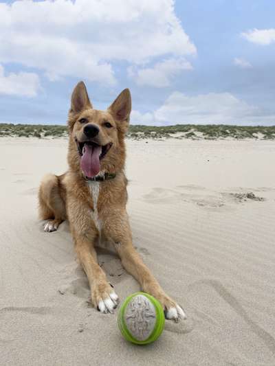Mischlingshunde Foto Aufruf-Beitrag-Bild