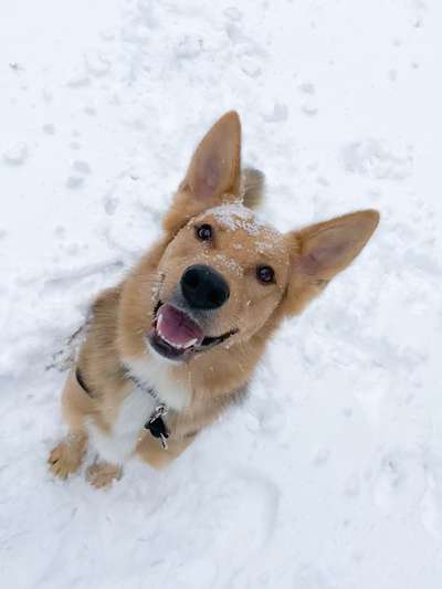 Schäferhund-Beitrag-Bild