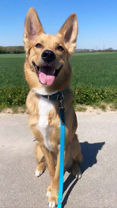 Mischlingshunde Foto Aufruf-Beitrag-Bild