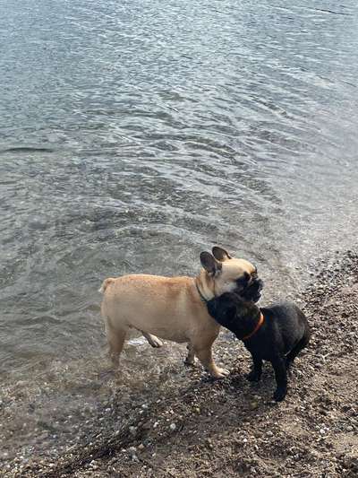 Dogorama-Monats-Challenge-Mai "Wasser"-Beitrag-Bild