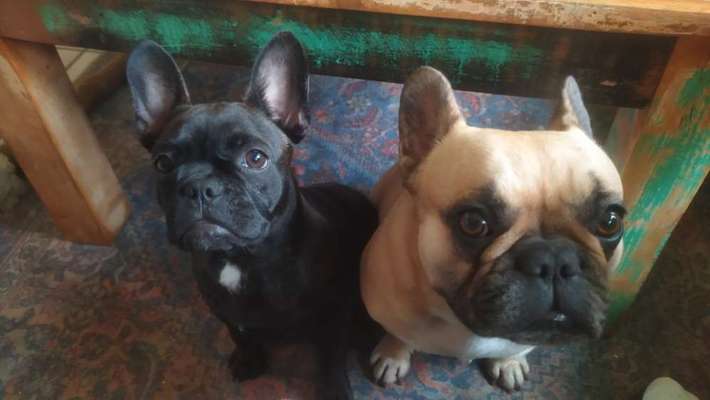 Welpen Bilder !-Beitrag-Bild