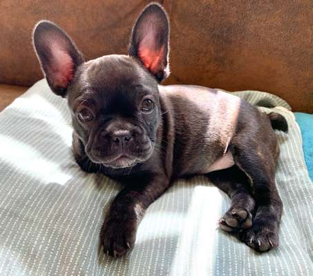 Welpen Bilder !-Beitrag-Bild