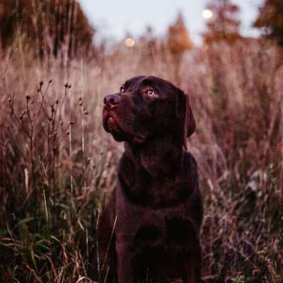 Hundetreffen-Spielen und Spaß haben-Bild