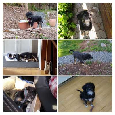 Auslandstierschutz-Beitrag-Bild