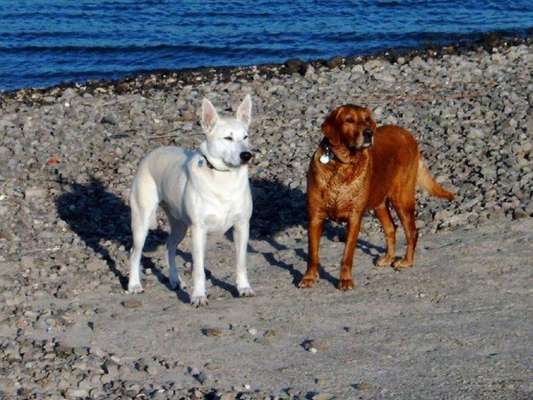 Hilfe bei der Rassebestimmung-Beitrag-Bild