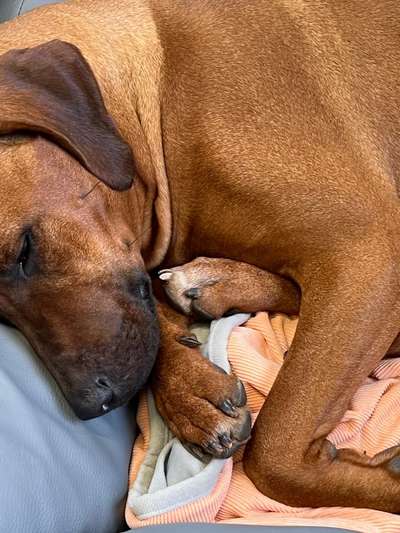 Rhodesian Ridgeback-Beitrag-Bild