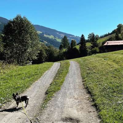 Hundetreffen-Verspielte französische Bulldogge sucht Spielgefährten 🥰-Bild