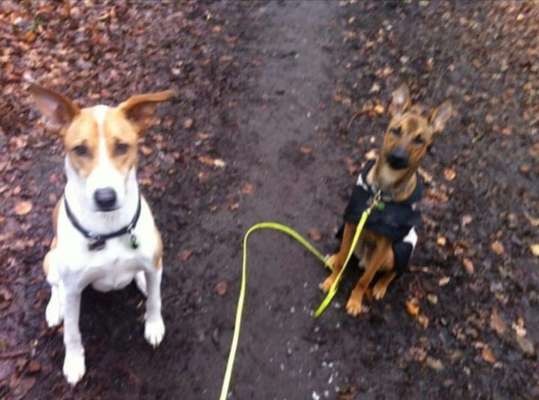 Podencomischling oder Podenco-Beitrag-Bild