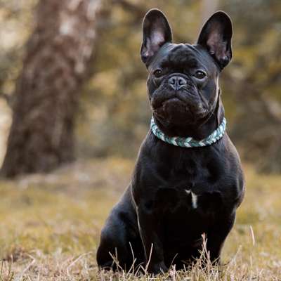 Zeigt her eure Frenchi-Beitrag-Bild