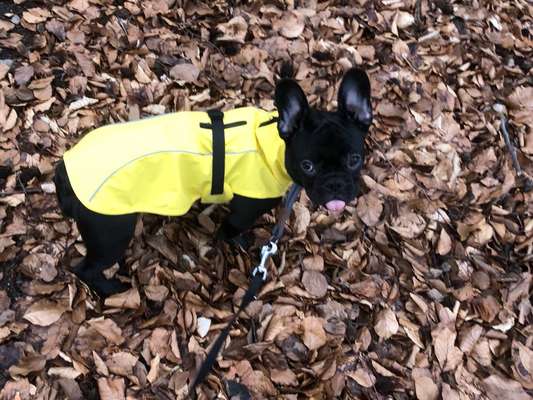 Fotochallenge Nr. 59 - Mein Hund zeigt die Zunge-Beitrag-Bild