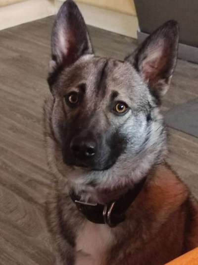 Die Dogorama Kalender Challenge Titelbild-Beitrag-Bild