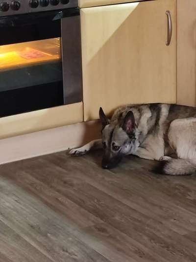 Heute gibt es.....der "ich mach die Leckerlis-Selber-Thread"-Beitrag-Bild