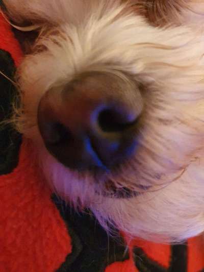 Zeigt her eure Hundenasen-Beitrag-Bild