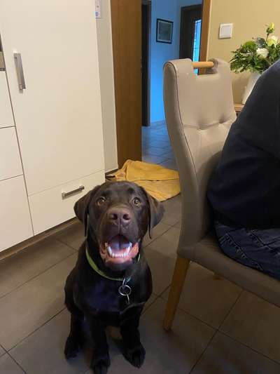 Labradorfans-Beitrag-Bild