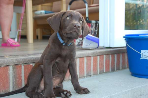 Welpen Bilder !-Beitrag-Bild