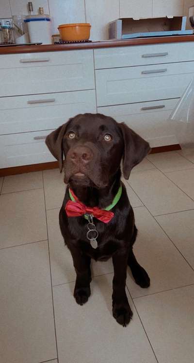 Labradorfans-Beitrag-Bild