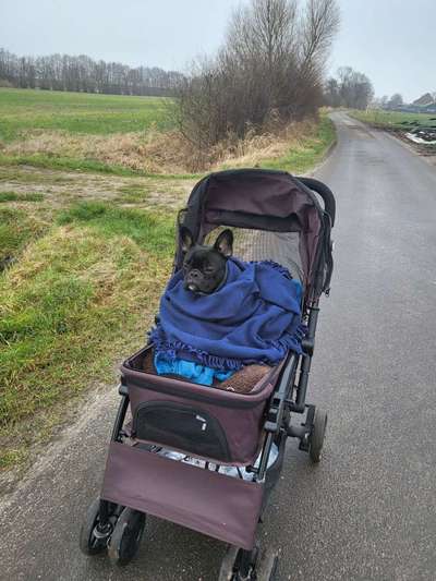 Gelähmter Hund, ein Leben mit Rolli-Beitrag-Bild