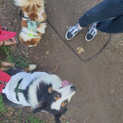 Hundetreffen-Gassirunde (wir sind mit Fahrrad mobil)-Bild