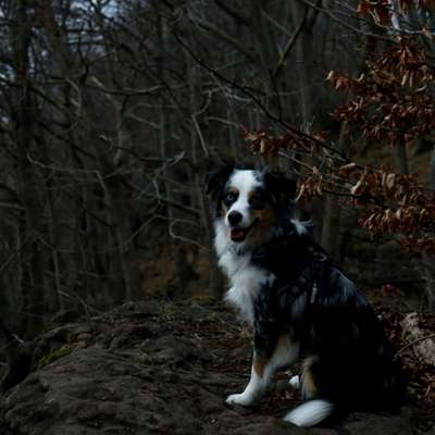 Die Dogorama Kalender Challenge Teil 3/4-Beitrag-Bild