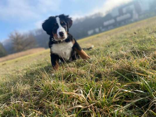 Schweizer Sennenhunde-Beitrag-Bild