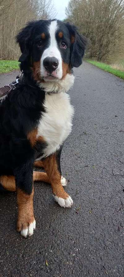 Berner Sennen-Beitrag-Bild