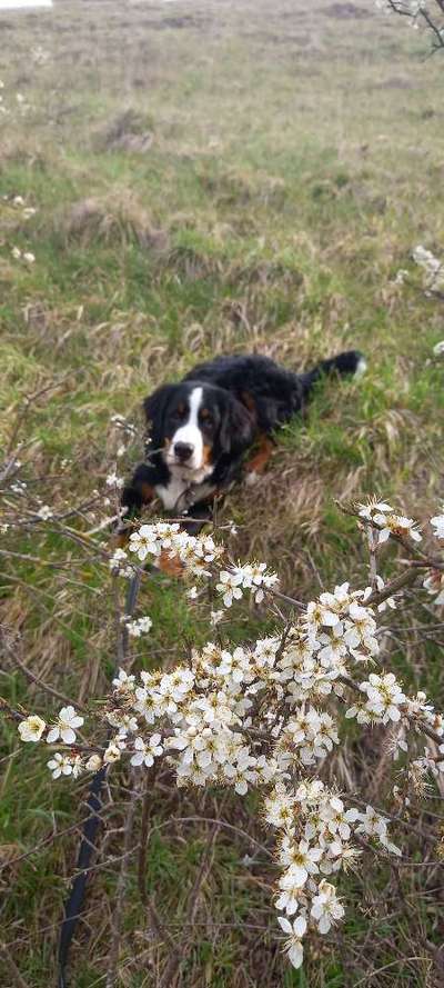Berner Sennen-Beitrag-Bild