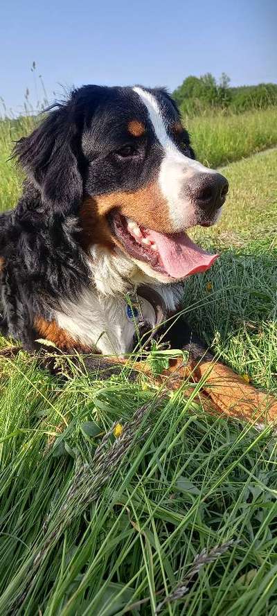 Berner Sennen-Beitrag-Bild