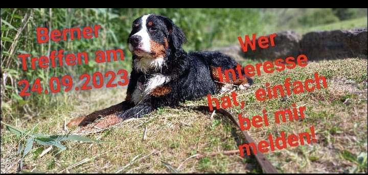 Berner Sennen-Beitrag-Bild