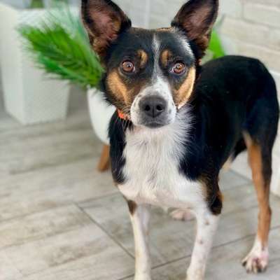 Welche Rassen stecken in dieser hübschen Russin?-Beitrag-Bild